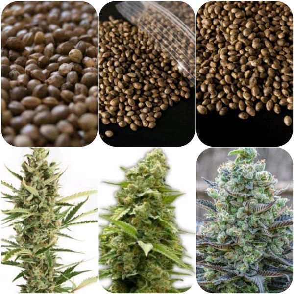 Lotes semillas marihuana feminizadas - COMPRAR LOTES